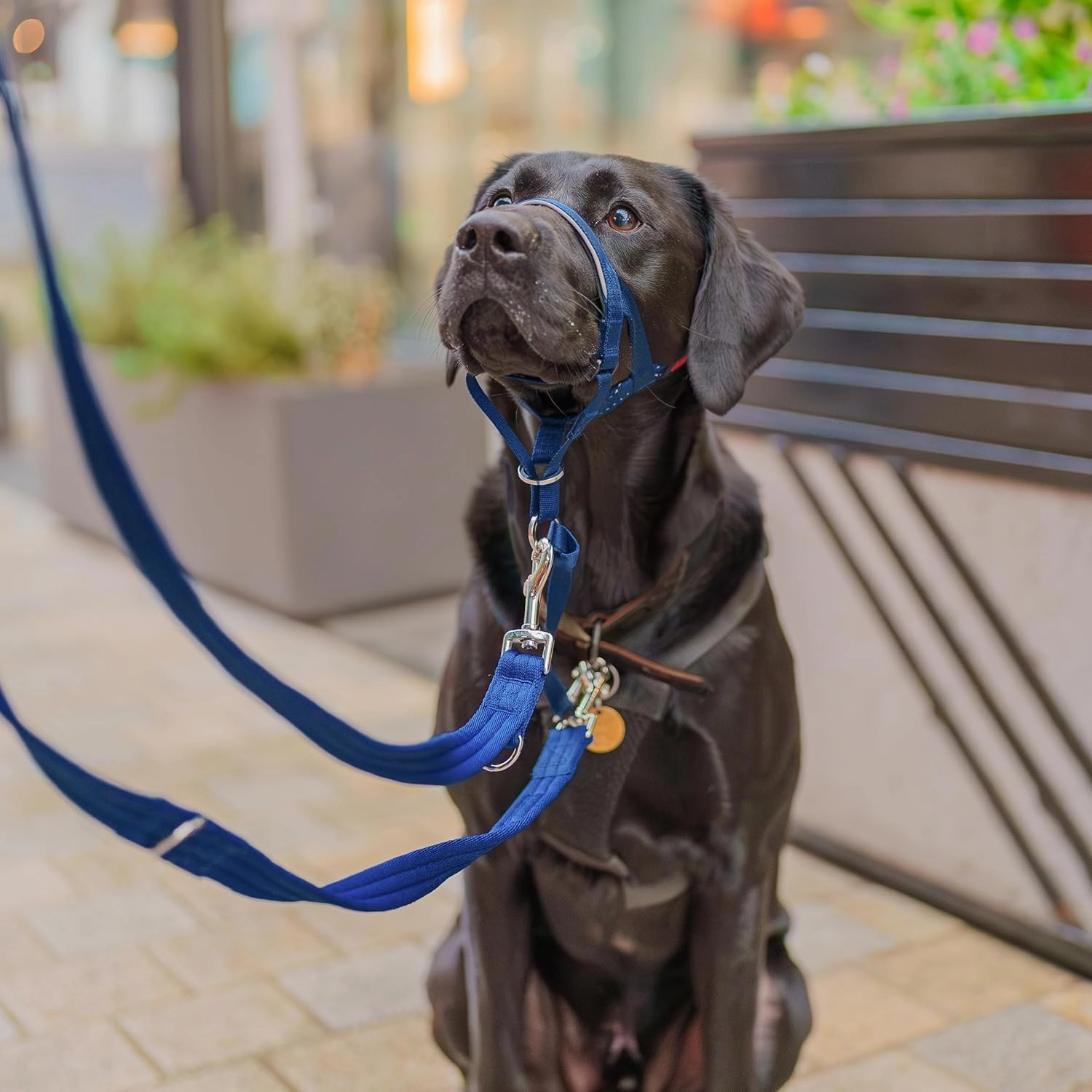 HALTI Headcollar - to Stop Your Dog Pulling on The Leash. Adjustable, Reflective and Lightweight, with Padded Nose Band. Dog Training Anti-Pull Collar for Medium Dogs (Size 3, Cobalt Blue)
