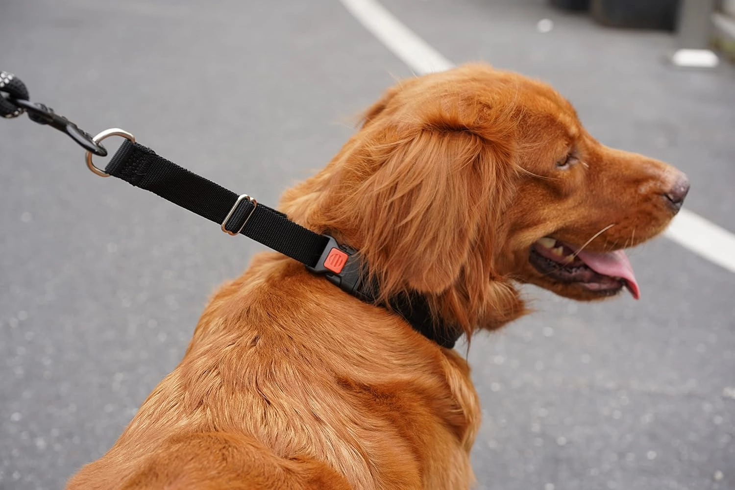 Mayerzon Dog Collar, Patented Martingale No Pull Collar for Small Medium Large Dogs with Buckle for Walking Training, Hidden Design, Adjustable(XL, Black)