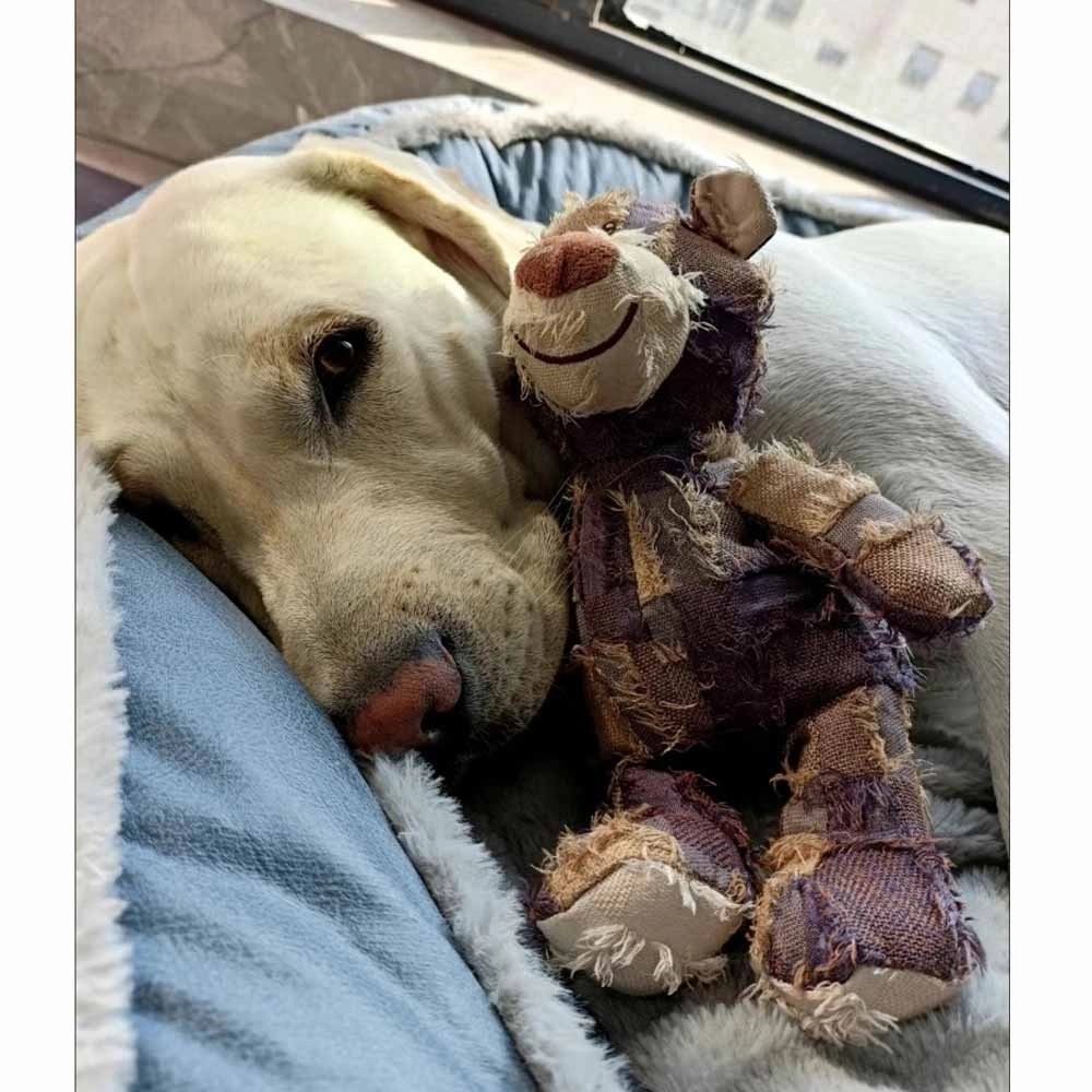 Squeaky Bear Plush Dog Chew Toys