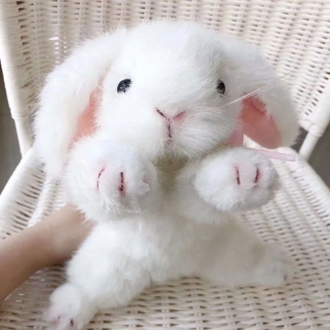 White Rabbit Bunny Stuffed Animal Plush